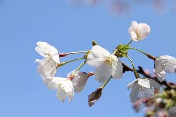 青空に映えるソメイヨシノ（サクラ）の花