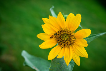 selective focused view of flowers in a garden
