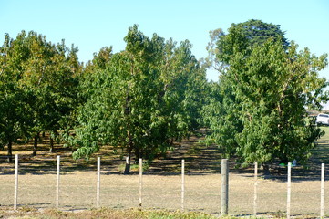 Fresh Organic Peach in the garden of New Zealand