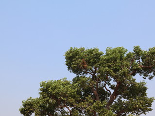 Some pictures of trees on the back are bright skies in bright sunlight.