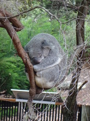 Perth Zoo in Perth City, Australia