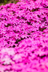 A close up of pink pink moss blossoms that bloom in spring in Hokkaido Japan