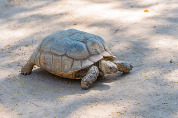 Aldabra Giant Tortoise. Walk on the ground