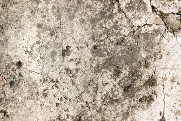 texture and background of a concrete wall with cracks and plants, a place for designer's ideas and advertising
