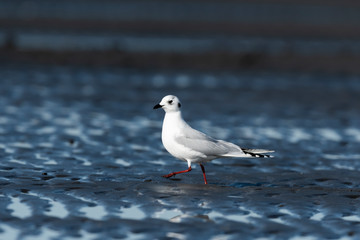 ズグロカモメ冬羽(Saunders's gull)