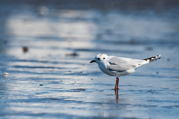 ズグロカモメ冬羽(Saunders's gull)
