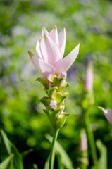 Obraz na płótnie Canvas Pink flowers (Siam Tulip) in green garden background, morning fresh background