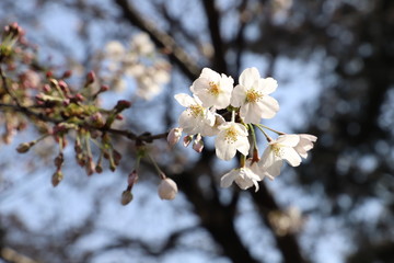 ソメイヨシノ（サクラ）の花