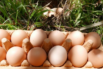 barquette d'oeufs proche du nd