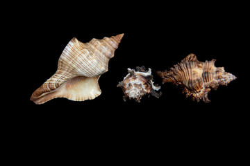  Stones and shells on a black background, marine still life