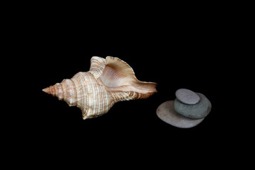  Stones and shells on a black background, marine still life