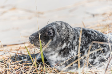 Grey Seal Pup Relaxing on a Sunny Beach in Latvia