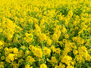 Obraz premium 菜の花