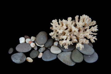  Stones and shells on a black background, marine still life