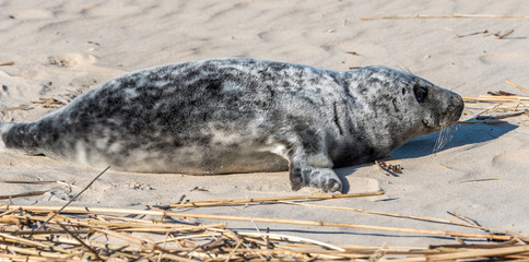 Fototapeta premium Grey Seal Pup Relaxing on a Sunny Beach in Latvia