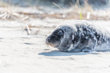 Grey Seal Pup Relaxing on a Sunny Beach in Latvia