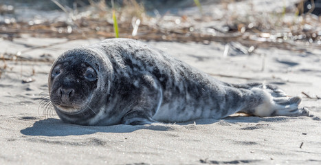 Grey Seal Pup Relaxing on a Sunny Beach in Latvia