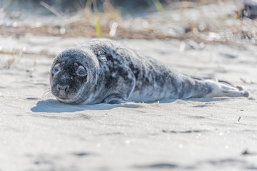 Grey Seal Pup Relaxing on a Sunny Beach in Latvia