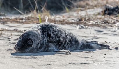 Grey Seal Pup Relaxing on a Sunny Beach in Latvia
