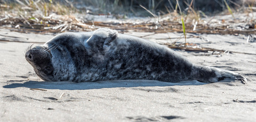 Fototapeta premium Grey Seal Pup Relaxing on a Sunny Beach in Latvia