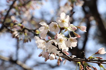 ソメイヨシノ（サクラ）の花