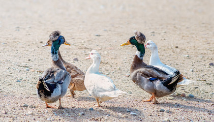 Five ducks on a gravel in the farm yard
