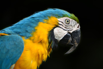 Obraz premium Portrait of Blue-and-yellow macaw (Ara ararauna) on black background