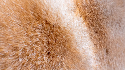 夕日,柴犬,柴,和犬,犬,黄昏,光,ひかり,可愛い,かわいい,癒し,毛,毛皮,丸々,丸い,まるまる,丸,犬背,背中,耳,寝る,寝転がる,タオル,日常,夕方,動物,ペット,日本犬,自然,愛犬,夕焼け,茶色,哺乳類,赤柴,栗色,夕景,黄昏時