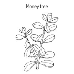 Money tree or jade plant Crassula portulacea , medicinal plant
