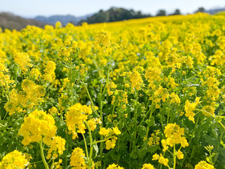 Obraz premium 菜の花