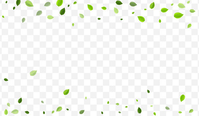 Grassy Greens Vector Banner. Mint Leaves Wind 