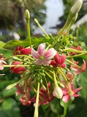 Fototapeta premium Flowers in the garden
