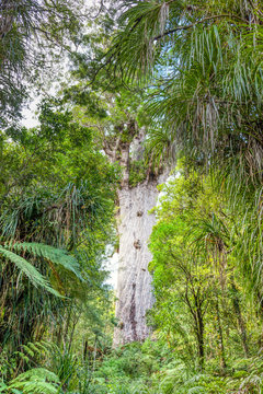 Tane Mahuta In The Waipoua Forest