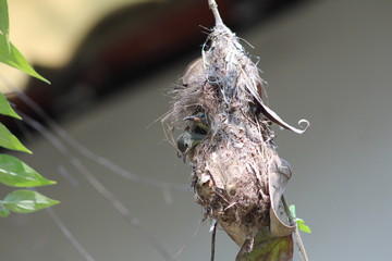 Neugierige Jungvögel - Nectarinia zeylonica © Detlev