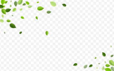 Grassy Leaves Vector Banner. Forest Foliage Fresh 