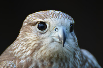 Portrait of Saker falcon (Falco cherrug) against dark background