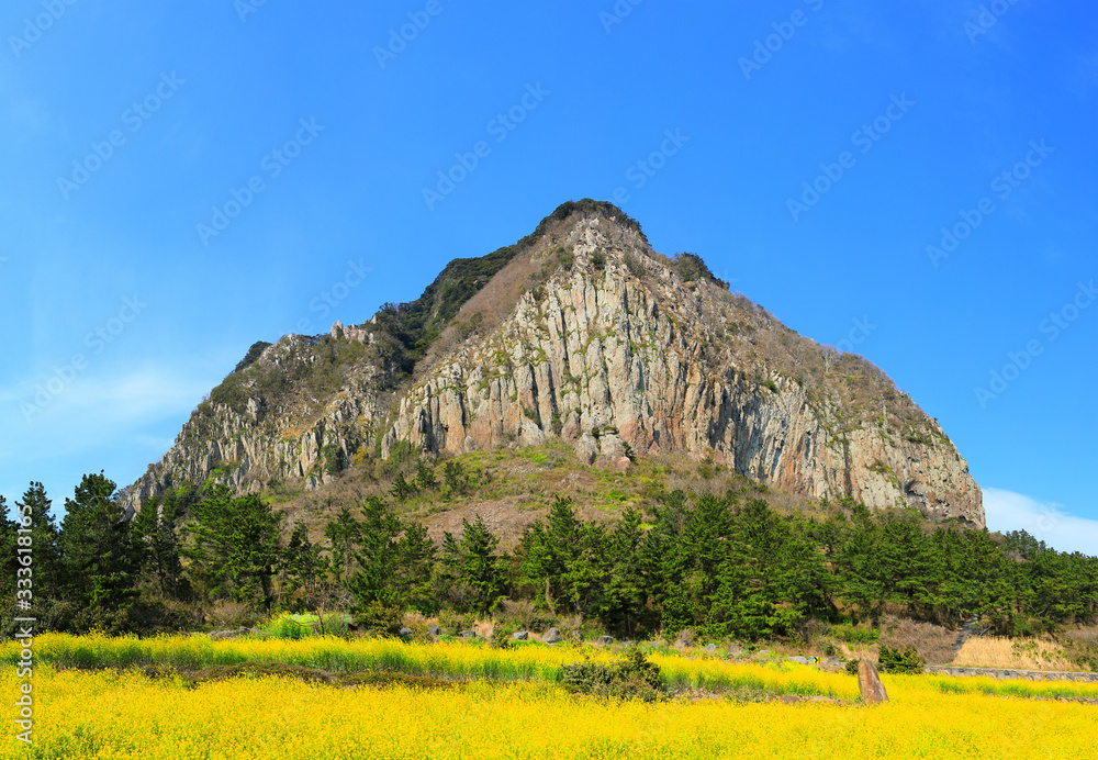 Wall mural 유채꽃이 아름답게 피어난 제주 산방산의 봄 풍경이다.