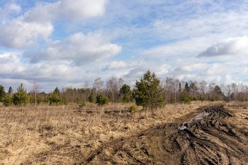 Fototapeta premium dirt road in spring