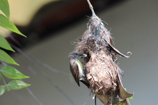 Vögel - Ceylon Nektarvogel - das Nest muss sauber bleiben