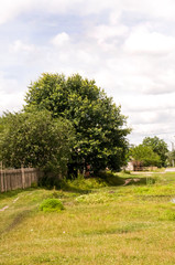 Fototapeta na wymiar Green meadow with trees and houses far away. Small town
