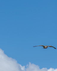 Bird flying
