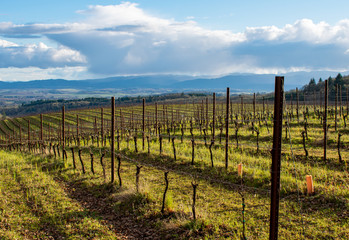 Fototapeta na wymiar Looking through rows of vines in early spring, rows curving over a hill behind, green grass, metal stakes and trellised grapevines in an Oregon vineyard.