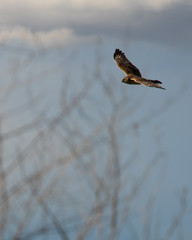 Bird flying