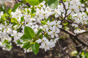 Cherry blossoms with white flowers
