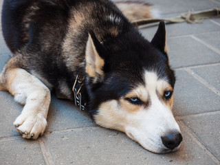 portrait of a tired looking Siberian husky dog with piercing blue eyes