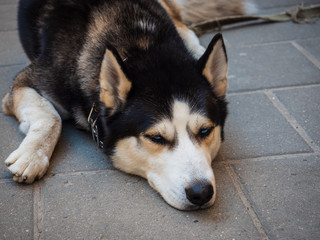 Sad tired husky resting on the ground