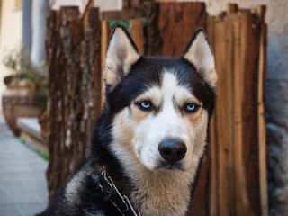 Headshot portrait of a seriously looking Siberian husky dog with piercing blue eyes