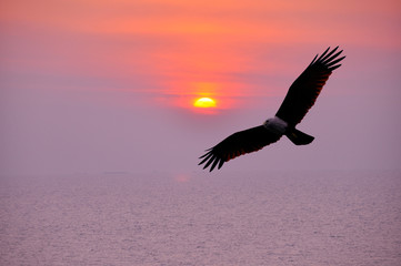 silhouette of bird