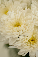 White flower close up shot