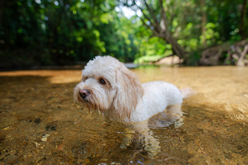 キャバプー、川で遊ぶ